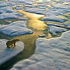 Polar bear on a wide surface of ice in the russian arctic close to Franz Josef Land.