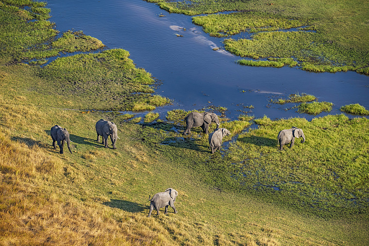 Aerial view of a group of African elephants (Loxodonta africana) in Khwai river, Moremi National Park in Okavango Delta, Botswana, Africa.