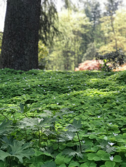 Image of lush greenery on the Lewis & Clark campus.