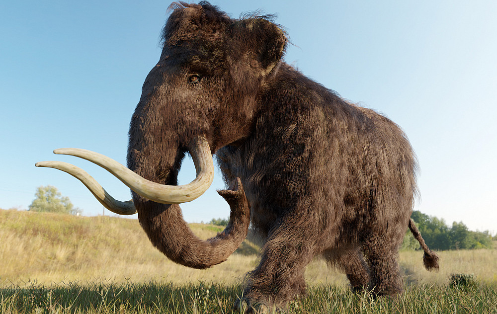 A 3D illustration of a Woolly Mammoth walking across a grassy field.