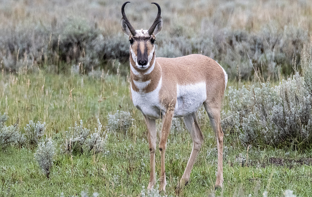 Pronghorn standing outside in a grassy field.