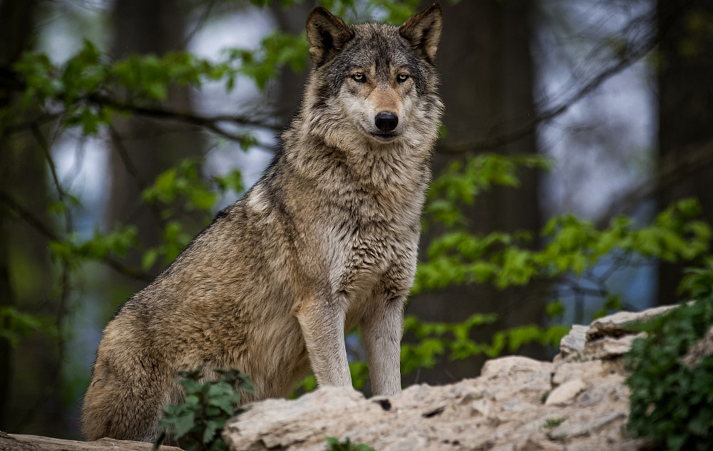 Canadian Timberwolf standing in the forest