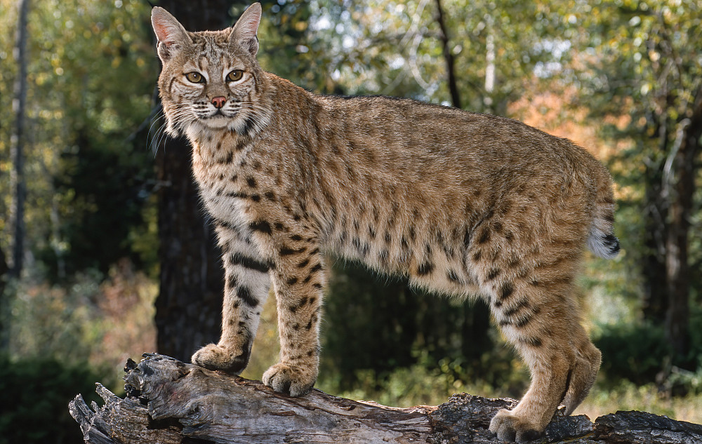 A lynx standing on a fallen tree trunk.