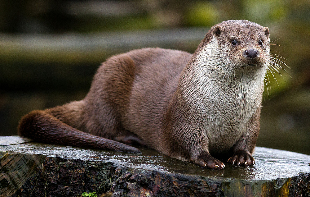 River otter standing on a tree trunk outside.