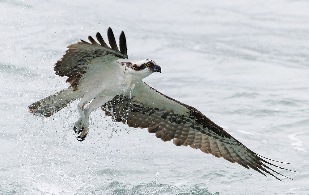 Riverhawk flying above the water.