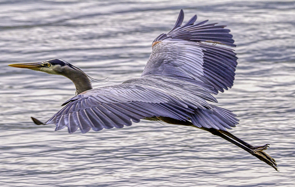 great blue heron flying over sea inlet, Vancouver, BC, Canada
