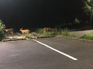 Image of deer at night.