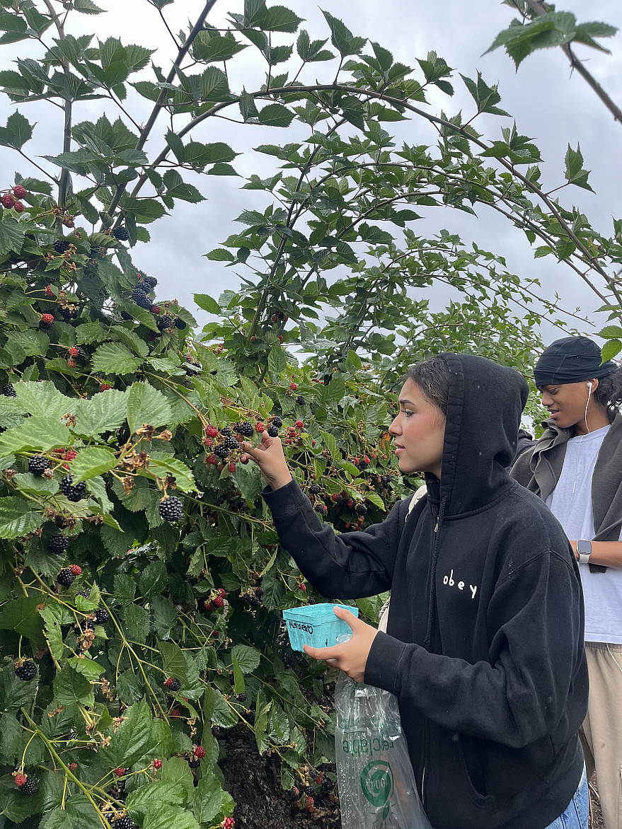 Students at West Union Gardens participating in a U-pick activity, gathering fresh blackberries as part of the camp's farm field trip.