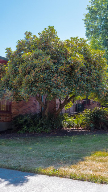 A single-story brick-faced building with a wall of large windows and surrounded by green trees, bushes, and lawn.