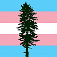 Image Shows silhouette of Douglas Fir tree with Trans flag in the background.