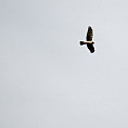 Bird flying in sky with grey background behind it.