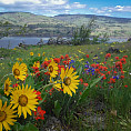 Spring wildflowers bloom in the Eastern Columbia River Gorge