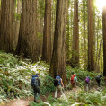 Students hike through trees and ferns at Redwoods National Park