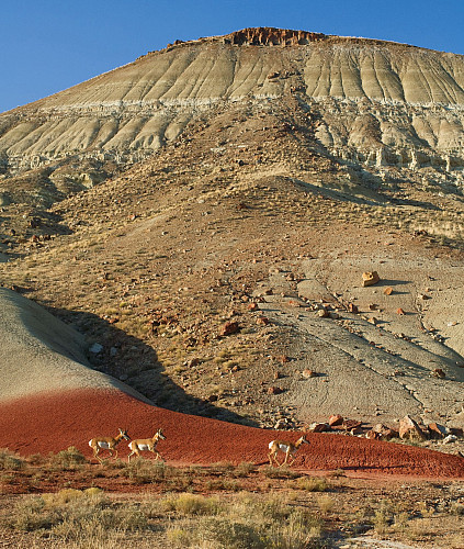 Pronghorn antelope, second only to the cheetah in speed, sprint across the Painted Hills of central Oregon. This area, known for its rich...