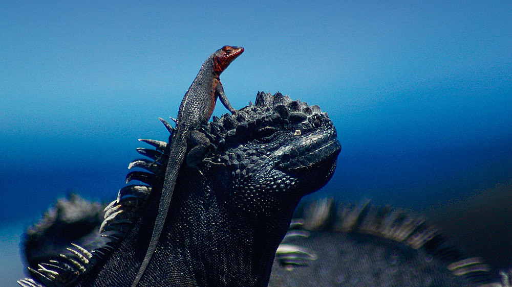 A lava lizard taking in the view from atop a marine iguana-- Fernandina Island, Galapagos.