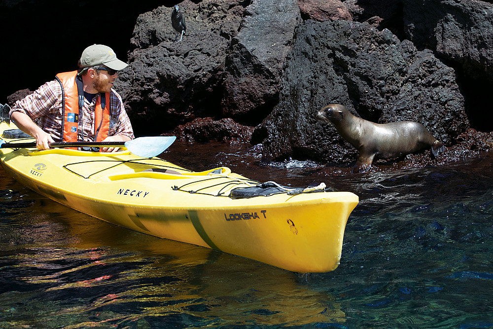 Up close and personal with Galapagos sea lions-- Buccaneer Cove, Santiago Island, Galapagos.