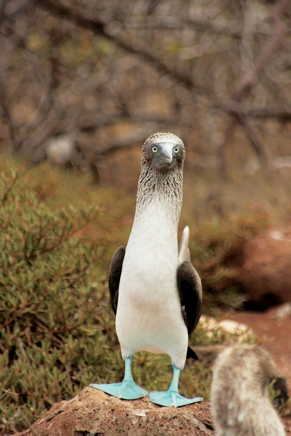 A blue-footed booby--North Seymour Island, Galapagos.