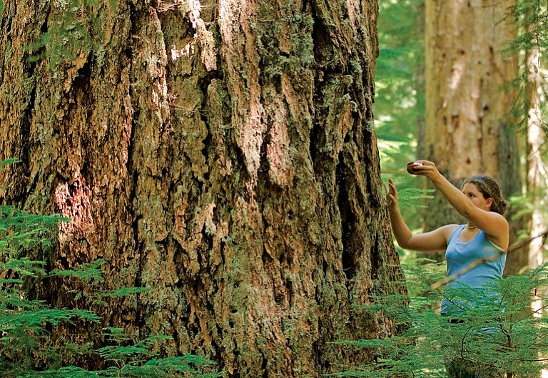 Melea Kossel '10 measures the diameter of a Douglas fir.