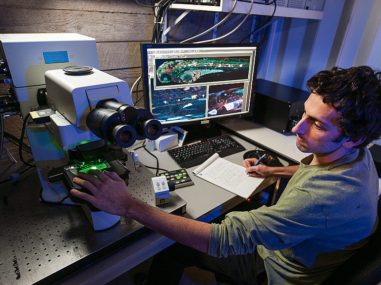 Zac Tobias BA'12, Weissman-Unni's lab technician, works at the microscope to collect multicolor images of developing zebrafis...