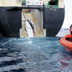 Minke whales, like sei whales, are targets of Japanese whaling. Here, two minke whales are dragged aboard the Nisshin Maru, a Japanese wh...