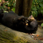 Sun Bears