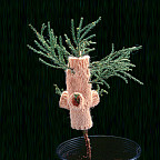 Giant Sequoia, Elizabeth Demaray. Giant sequoia sapling wearing a knit sweater, dimensions variable, 1997.