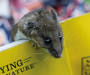 Mice to Meet You! Over the summer, several Rogers Science Program students immersed themselves in hands-on fieldwork to investigate the b...