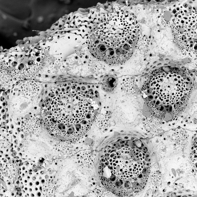 SAND DOLLAR | A native of Santa Barbara, California, Aria Ballance BA '19 brought several sand dollars with her to college to remind her ...