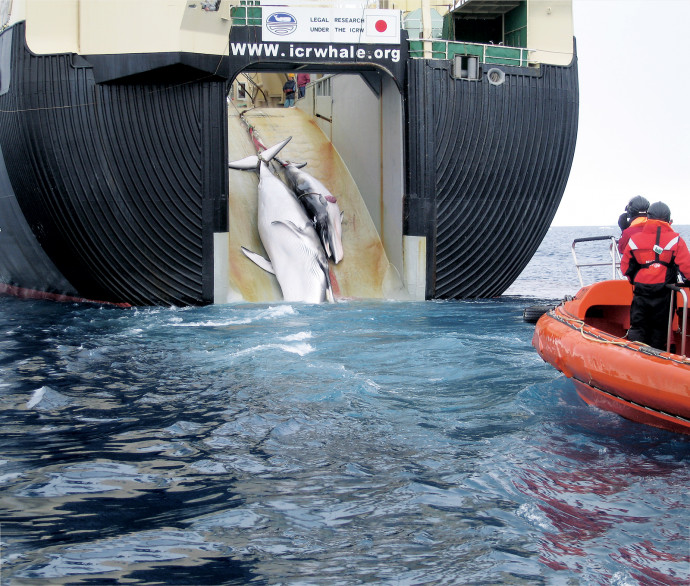 Minke whales, like sei whales, are targets of Japanese whaling. Here, two minke whales are dragged aboard the Nisshin Maru, a Japanese wh...