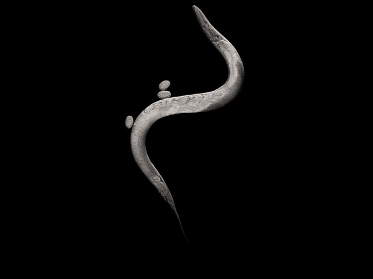Adult worms are about 1 millimeter long; embryos are about .05 millimeter long.