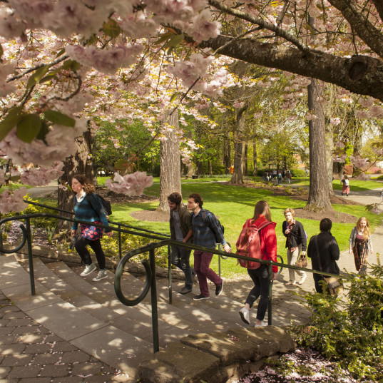    Students walking on campus under the cherry blossoms. 