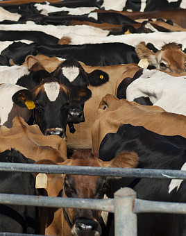 A mixed herd of dairy cows waiting to be milked.