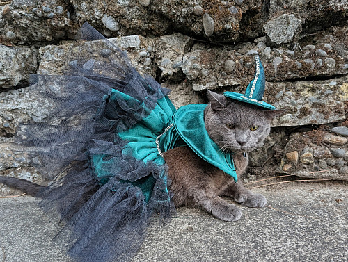 “Torta the Wicked Witch by Law School Student Heide Gutierrez (feat. Torta the cat)