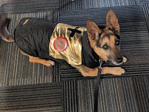 “Battery, by Peter Drake's dog Violet