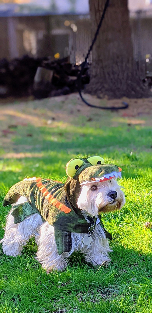 “Fashionably fierce croc, by Suparna Chaudhry's dog Hans Morgenthau