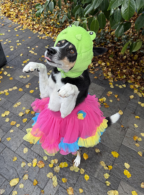 “Koda as Frog Dancer, by Shanta Calem