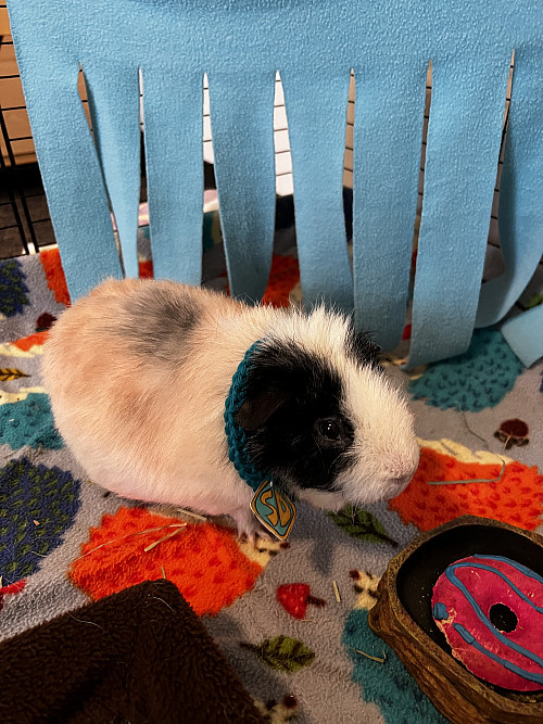 “Spriggy Doo, by CAS student Aspen Sollars