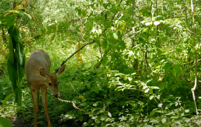 Explore the green splendor of our 137-acre campus and nearby Tryon Creek State Park.