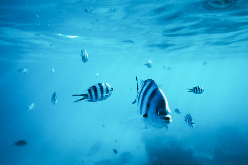Striped fish swimming in the blue ocean
