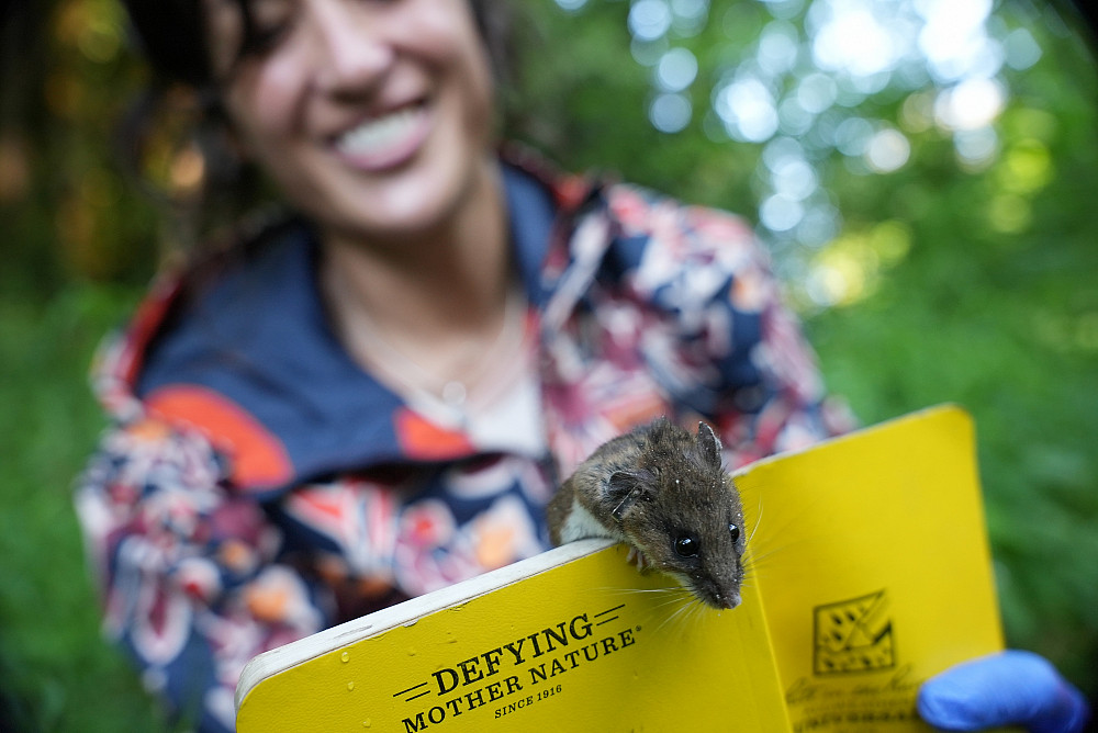 Rogers Research Wild Mice 2025--Assistant Professor Tracy Burkhard