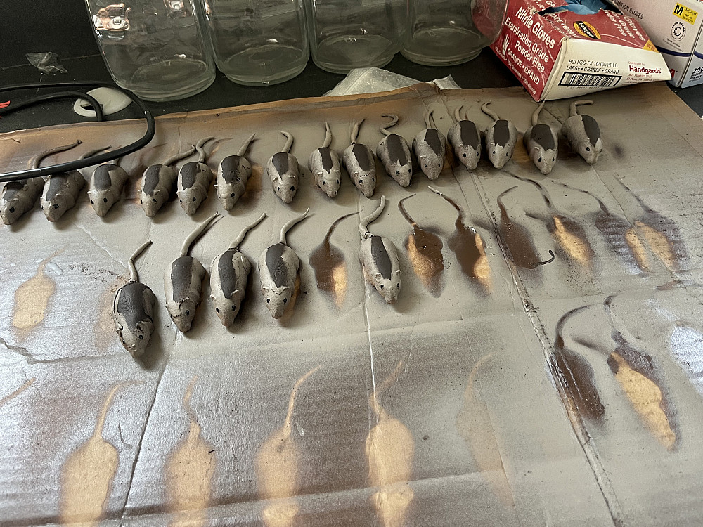 Rogers Research Wild Mice 2025--Assistant Professor Tracy Burkhard