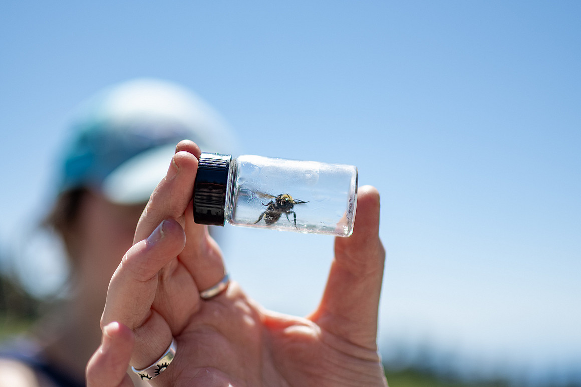 A bee in a small glass container, held by a human.