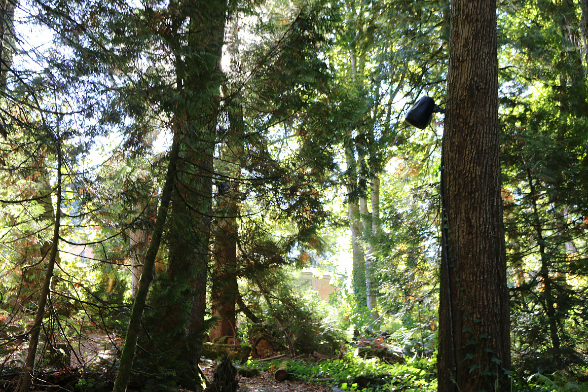 A speaker on a tree in a forest.
