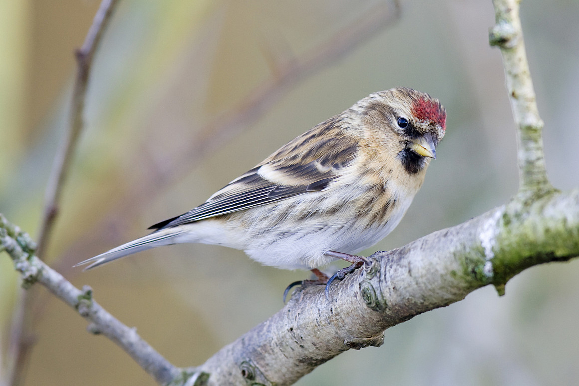 Lesser Redpoll (Carduelis cabaret) stock photo