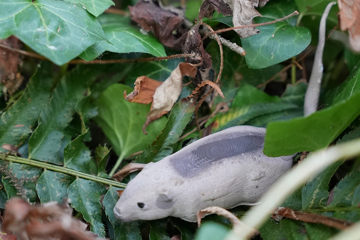 The models are made of plasticine clay, a material that allows for a detailed impression of teeth, claws, and talons.