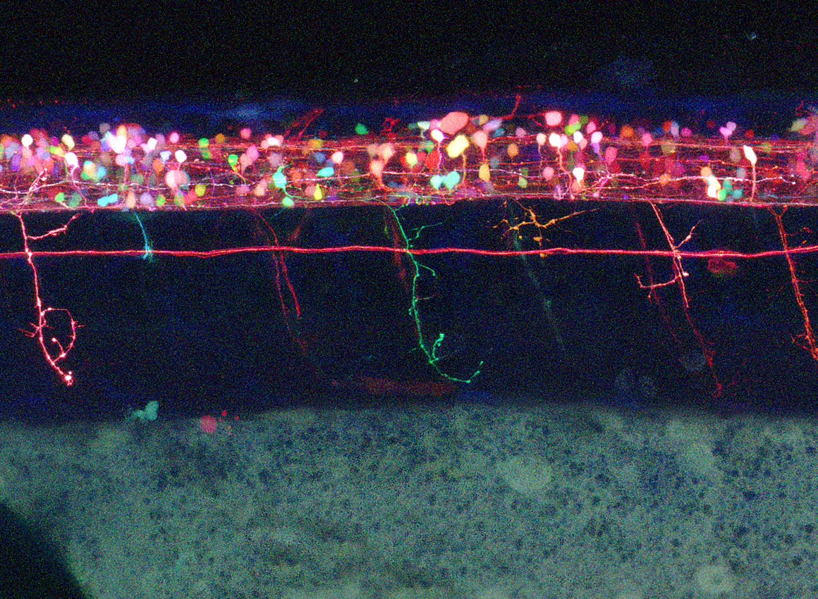 A zebrafish spinal cord, which shows multicolor motor neurons and their axons projecting from the zebrafish spinal cord. A red lateral li...