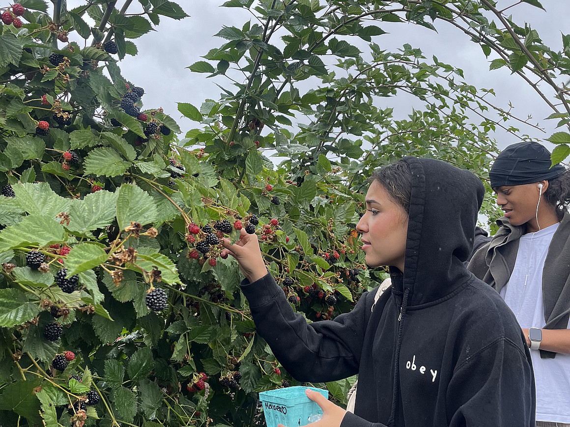 Student picking a berry off a bush.