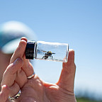 A bee in a small glass container, held by a human.