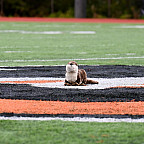 River otter plush sitting in the middle of the football field.