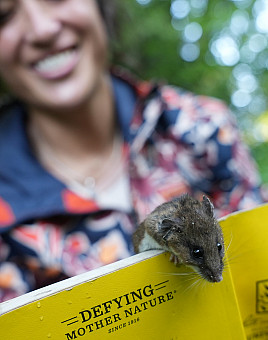 Rogers Research Wild Mice 2025--Assistant Professor Tracy Burkhard